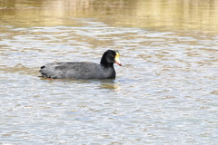 Fulica gigantea