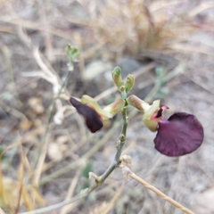 Macroptilium atropurpureum