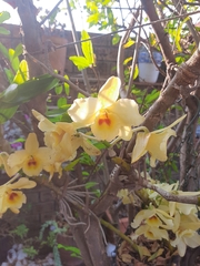 Dendrobium