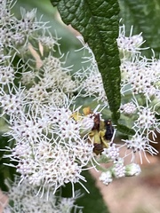 Phymata pennsylvanica