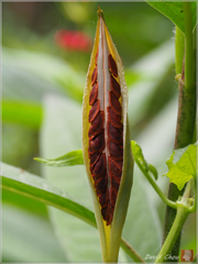 Asclepias curassavica