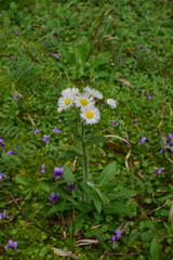 Erigeron philadelphicus