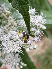 Phymata pennsylvanica