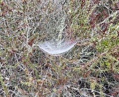 Frontinella pyramitela