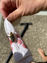 Barbitistes serricauda