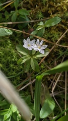Lysimachia europaea
