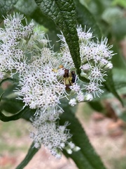 Phymata pennsylvanica