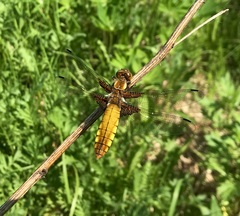 Libellula depressa
