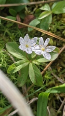 Lysimachia europaea