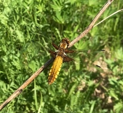 Libellula depressa