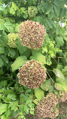Hydrangea arborescens