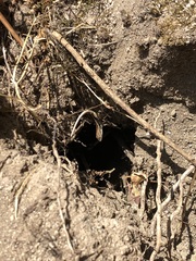 Stenocercus ornatissimus