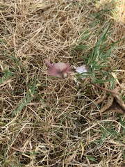 Calliteara pudibunda