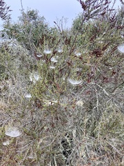 Frontinella pyramitela