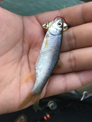 Opsariichthys pachycephalus