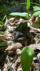 Anaxyrus americanus