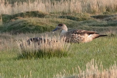 Lophonetta specularioides