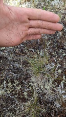 Agrostis scabra