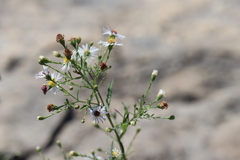 Symphyotrichum ontarionis