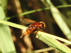 Volucella zonaria