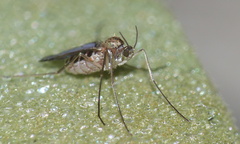 Cecidomyiidae