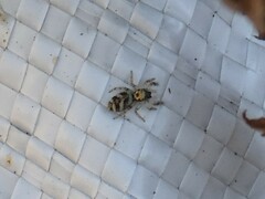 Salticus scenicus