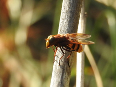 Volucella zonaria