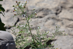 Symphyotrichum ontarionis
