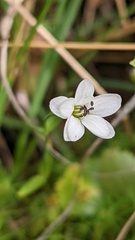 Stellaria longipes