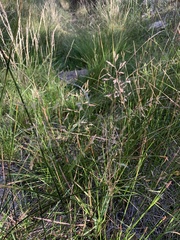 Poaceae