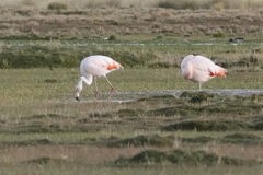 Phoenicopterus chilensis