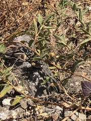 Stenocercus ornatissimus