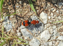 Dasymutilla occidentalis