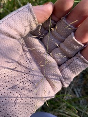 Poaceae