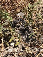 Stenocercus ornatissimus