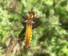 Libellula depressa