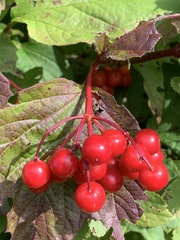 Viburnum opulus americanum