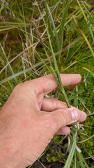 Carex aquatilis