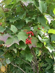 Viburnum opulus americanum
