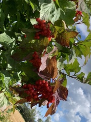 Viburnum opulus americanum