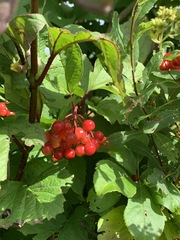 Viburnum opulus americanum