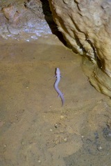Proteus anguinus anguinus