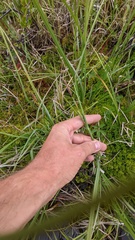 Carex aquatilis