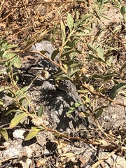 Stenocercus ornatissimus