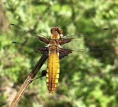 Libellula depressa