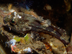 Taurulus bubalis