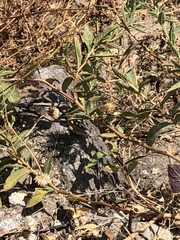 Stenocercus ornatissimus