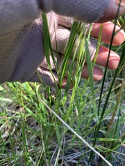 Poaceae
