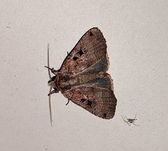 Xestia normanianus