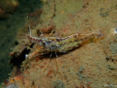 Palaemon macrodactylus